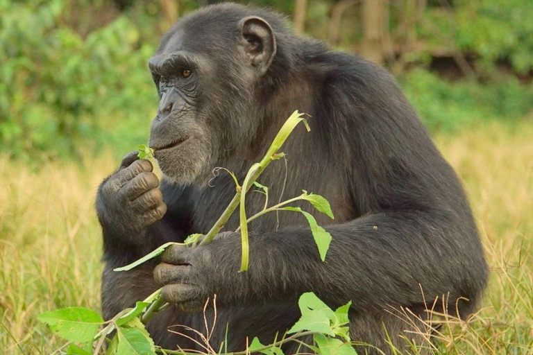 From Kampala: Ngamba Island Chimpanzee Sanctuary Tour From ENTEBBE: Ngamba Island Chimpanzee Sanctuary Tour