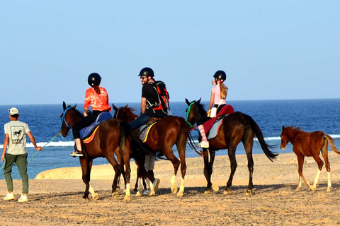 Marsa Alam: Passeio a cavalo pelo mar e pelo deserto