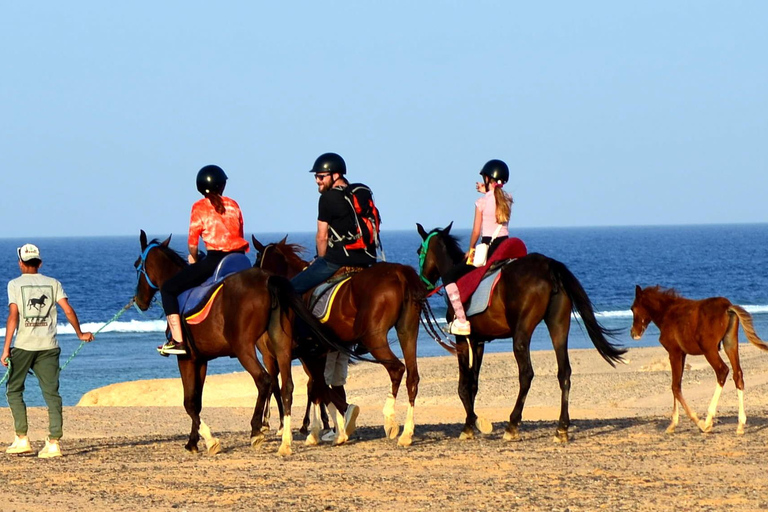 Marsa Alam: Przejażdżka konna po morzu i pustyni