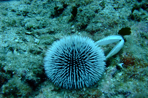 Chania: Snorkelen op een zeescooter rondvaart