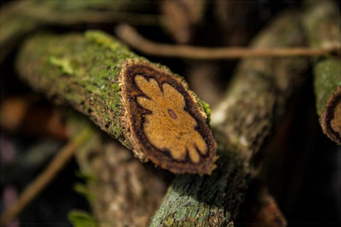 Ayahuasca Three Days