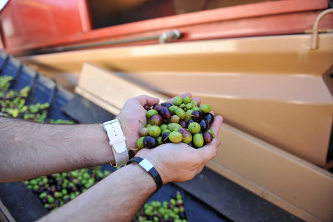 &quot;Oro Bailén&quot;: Explore the Oil Mill + TastingTour of Oro Bailen mill + tasting (Spanish)