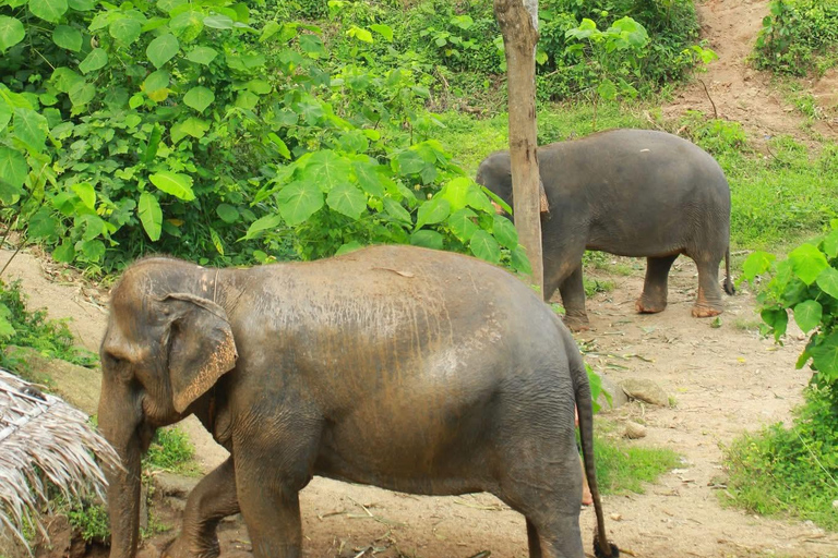 Phuket: Elephant Sanctuary Visit with Mud Spa & Workshop Afternoon: Elephant Sanctuary Visit with Mud Spa & Workshop