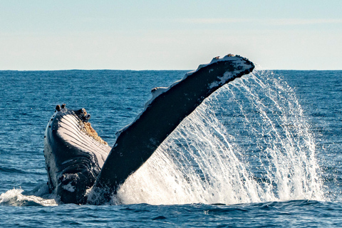 Sydney; Whale Watching