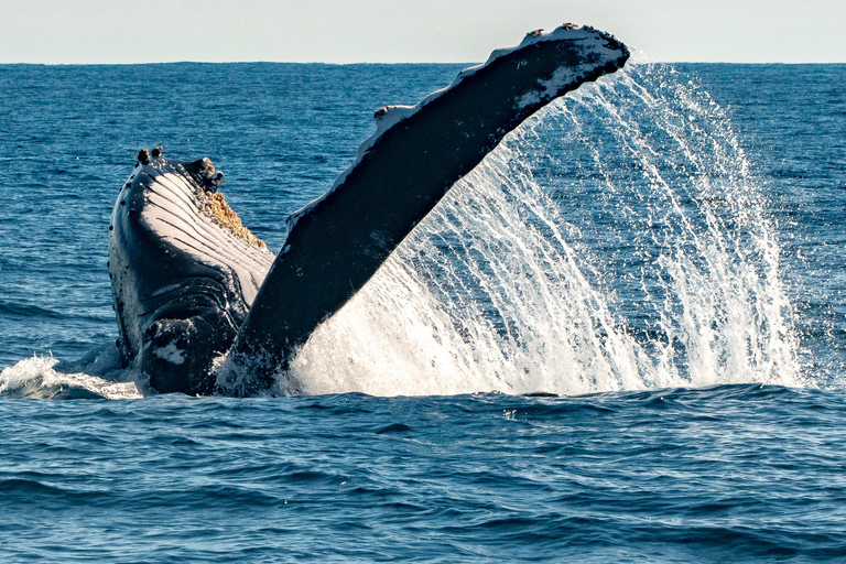 Sydney; Whale Watching