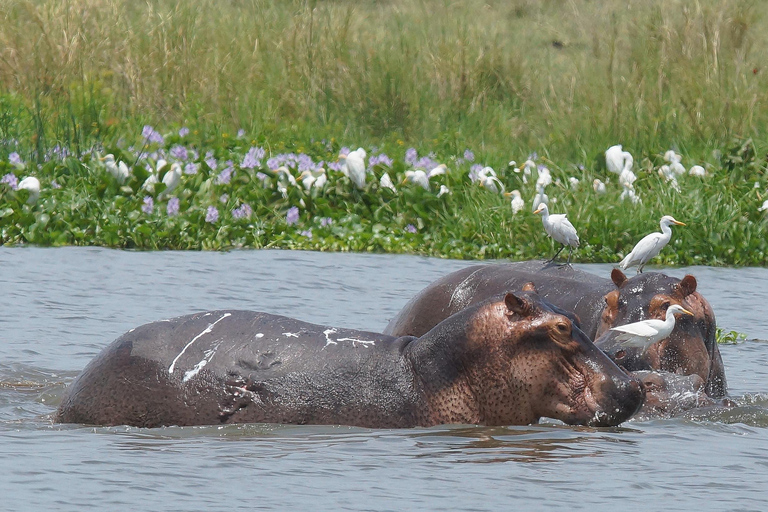 Ouganda : 8 jours Big Five, singe doré, gorilles et chimpanzés