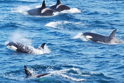 Reykjavik: Whale Watching Tour am Abend