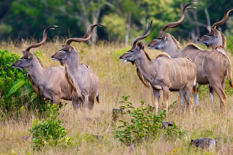 Mezza giornata nella Tala Game Reserve e nel Natal Lion Park da Durban