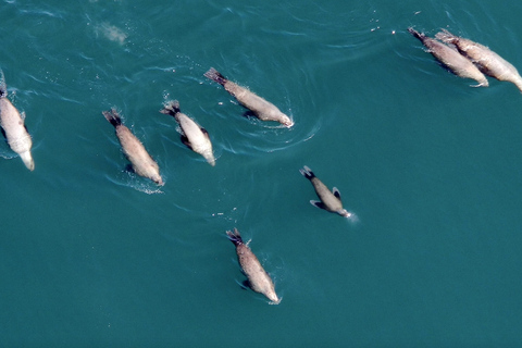 Hoonah: Icy Strait Whale Watch with Drone Filmography