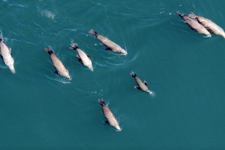 Hoonah: Icy Strait Whale Watch with Drone Filmography