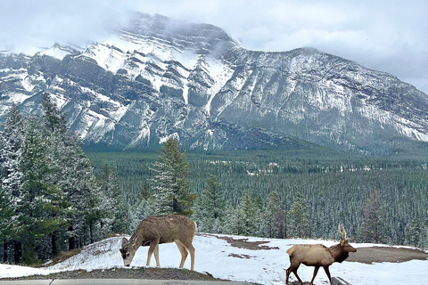 Explore Banff National Park - Exclusive Small Group Tour