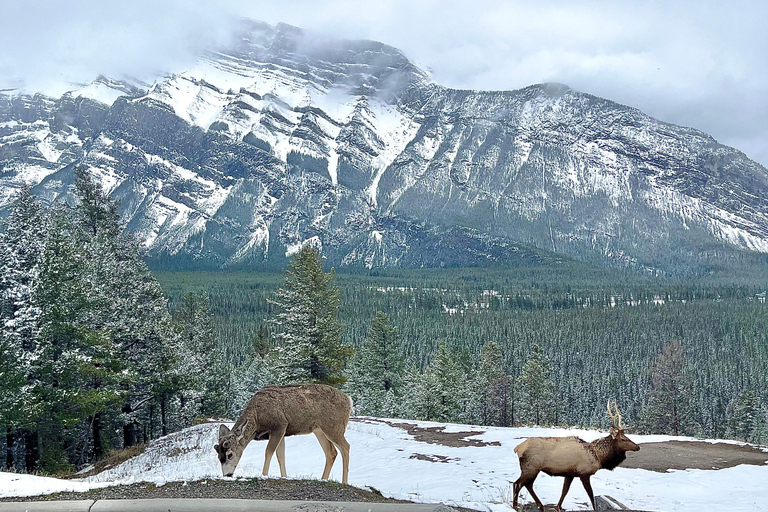 Explore Banff National Park - Exclusive Small Group Tour