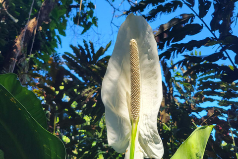 瀑布、巧克力之旅、雨林、皇家历史遗迹瀑布之旅、巧克力之旅、热带雨林、皇家历史之旅