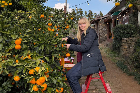 Jeju: Udo Island, Seongsan & Tangerine Picking Tour