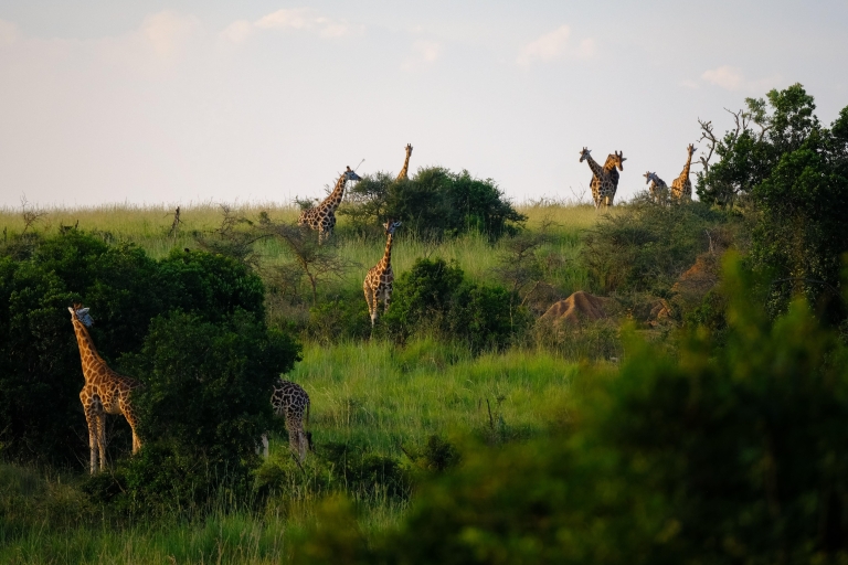 Arusha Nationaal Park Dagtour met All-Inclusive