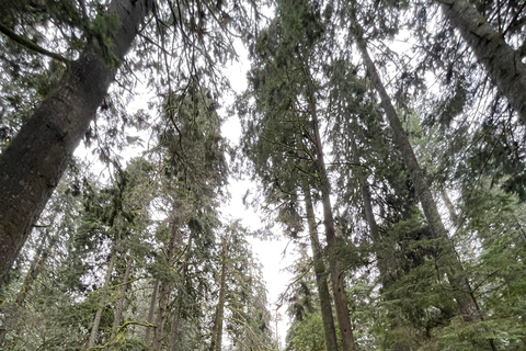 The Vancouver Summit Walk