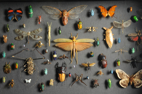 فيينا: تذكرة إلى متحف التاريخ الطبيعي