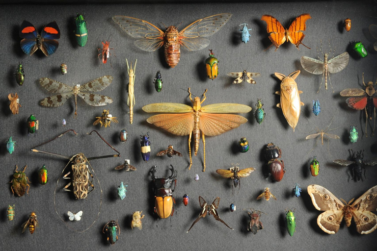 فيينا: تذكرة إلى متحف التاريخ الطبيعي