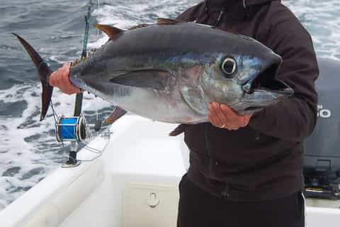 Ponta Delgada: 4-hour Half-Day Sport Fishing Adventure
