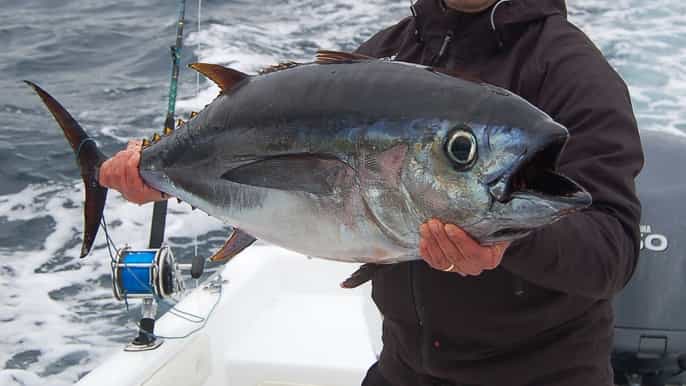 ponta delgada 4hour halfday sport fishing adventure