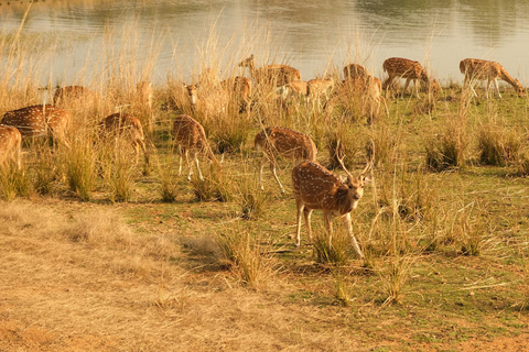 Spot Tigers and other wild of Ranthambore on a Day-Same Tour Ranthambore day trip with local guide full day + naturalist
