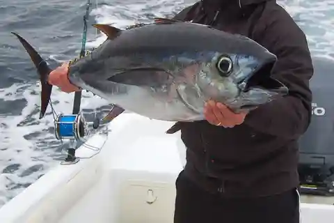 Azoren: Ponta Delgada Sport Fishing Private Tour