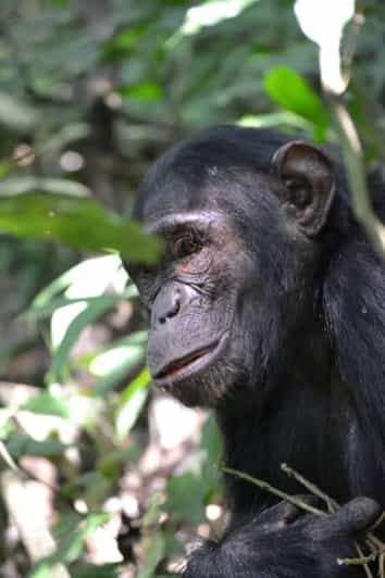 5 days Gorilla trekking, Chimpanzee tracking and game drive