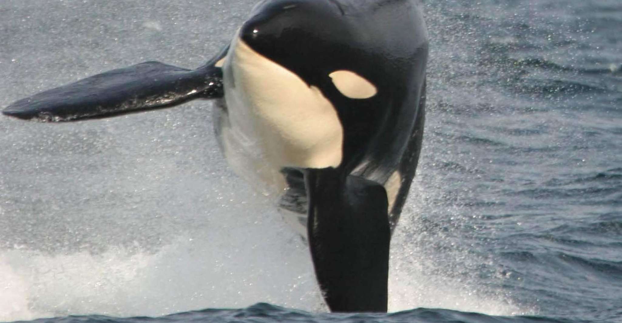 Vancouver Whale Watching Safari - Hizvo