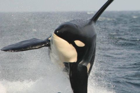 Vancouver: safari marino per ammirare le balene
