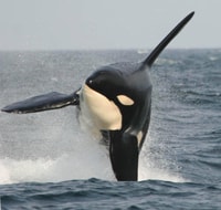Vancouver Whale Watching Safari - Hizvo