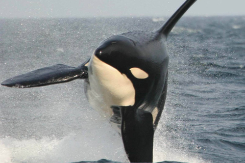 Vancouver: safari marino per ammirare le balene