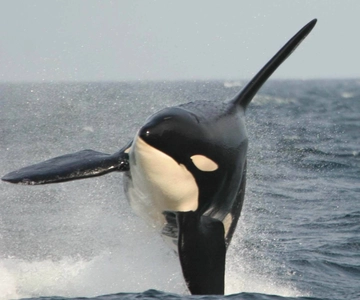 Vancouver Whale Watching Safari
