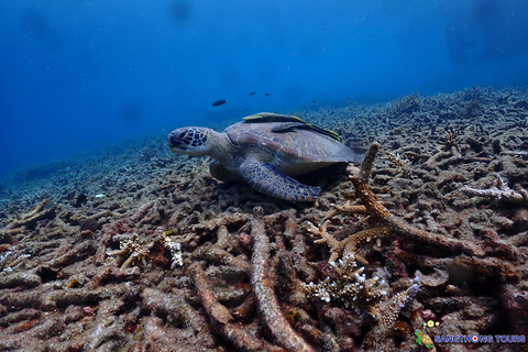 Koh Tao: Excursão de um dia com mergulho com snorkel nas ilhas e almoçoKoh Tao: Ilhas Snorkeling Destaques Day Tour &amp; Almoço