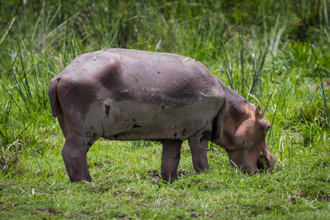 2-Day Tsavo East Safari with Meals and Hotel, Open roof jeep