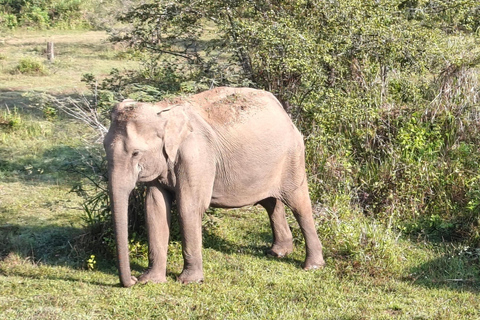 Hurulu Eco Park Private Jeep Safari & Scenic Lake view Hurulu Eco Park Private Safari - Entry Fees Included