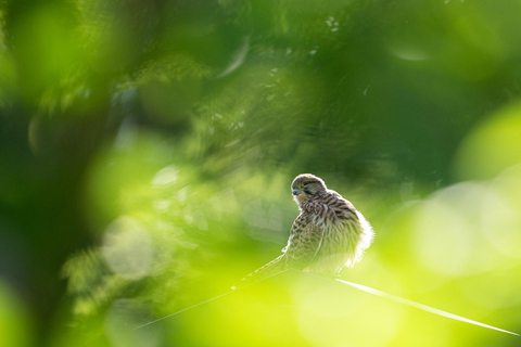 Vienna: Urban Birding – Guided bird watching tour in the big city!