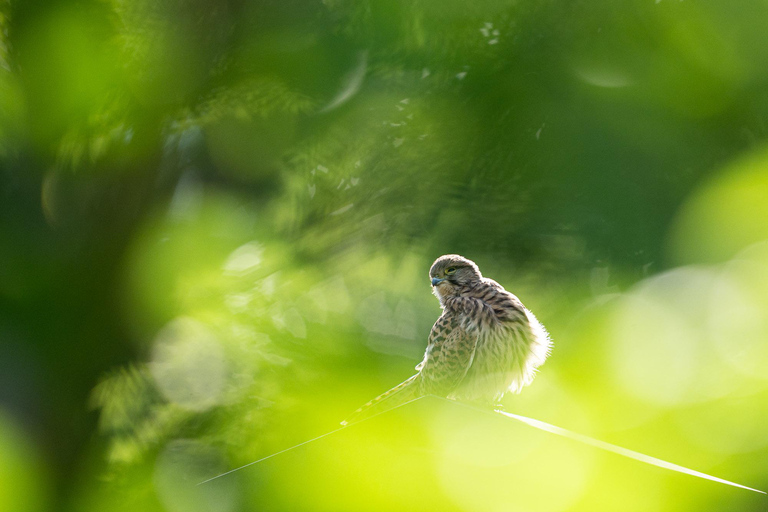 Vienna: Urban Birding – Guided bird watching tour in the big city!