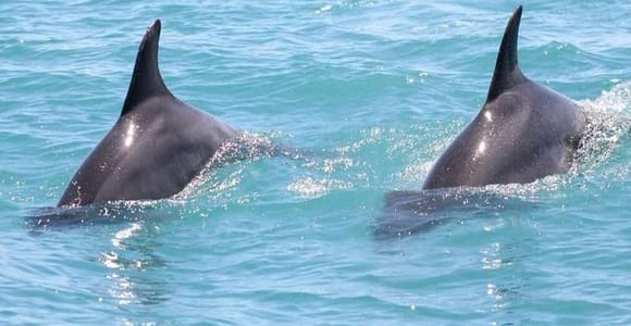 Departing from Djerba: Djerba Jet Ski Adventure