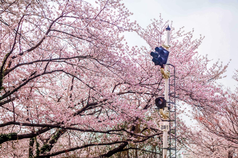 Von Busan: Jinhae Cherry Blossom Festival Tag oder Nacht TourNächtliche Jinhae Tour, Treffen am Busan Bahnhof