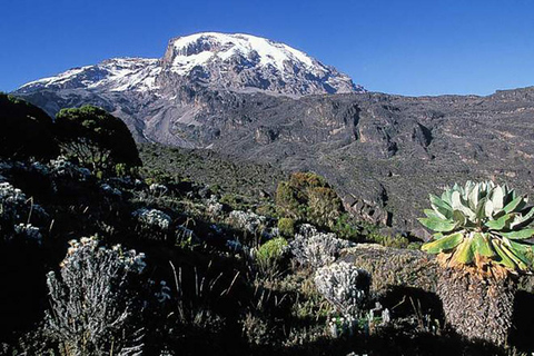 Le Kilimandjaro en un jour : Aventure inoubliable sur la route de Marangu