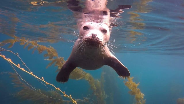 San Diego: Excursión guiada de snorkel en La Jolla Cove