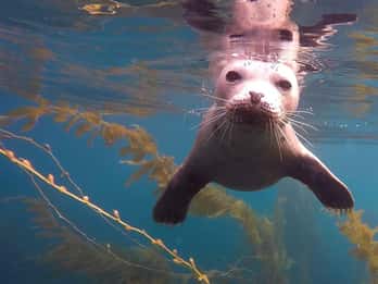 San Diego: Tour guiado de mergulho com snorkel em La Jolla Cove