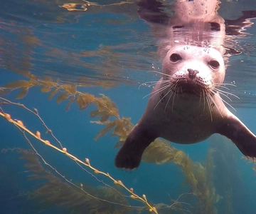 San Diego: La Jolla Cove Guided Snorkeling Tour