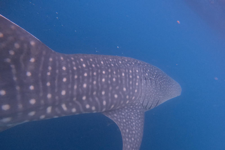 4-daagse zeiltocht naar de Komodo-eilanden, van Lombok naar Flores4-Day Komodo Islands Sailing Tour to Flores