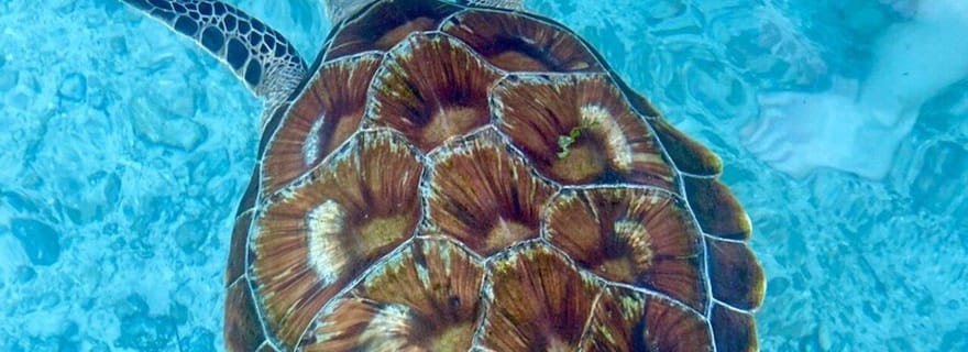 Zanzibar : nagez avec les tortues à Baraka ou Salam Cave