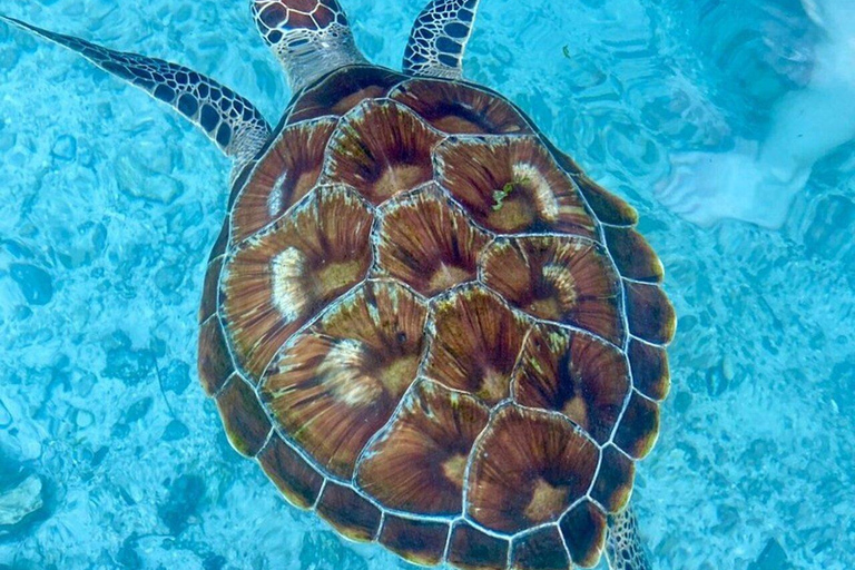 Zanzibar: Red Colobus monkeys & Sea Turtles Swim Guided Tour