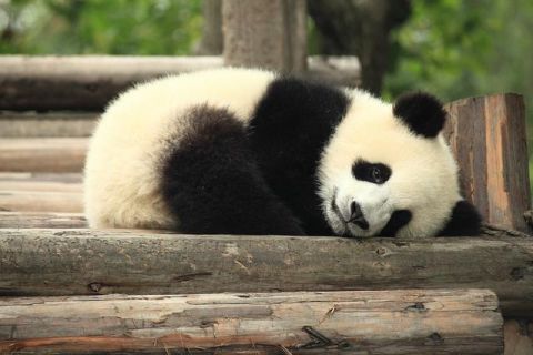 Transfert privé en voiture de Chengdu à Bifengxia Panda Center
