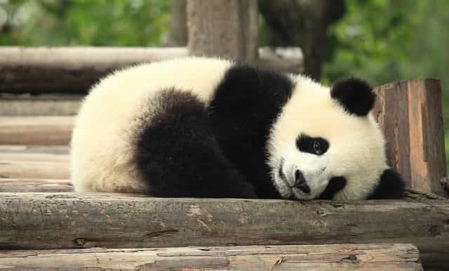 chengdu to bifengxia panda center private transfer by car