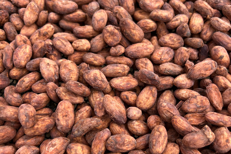 Ancestral Cocoa Workshop in Ronda - cocoa preparation and ritual Ceremonial cocoa tasting