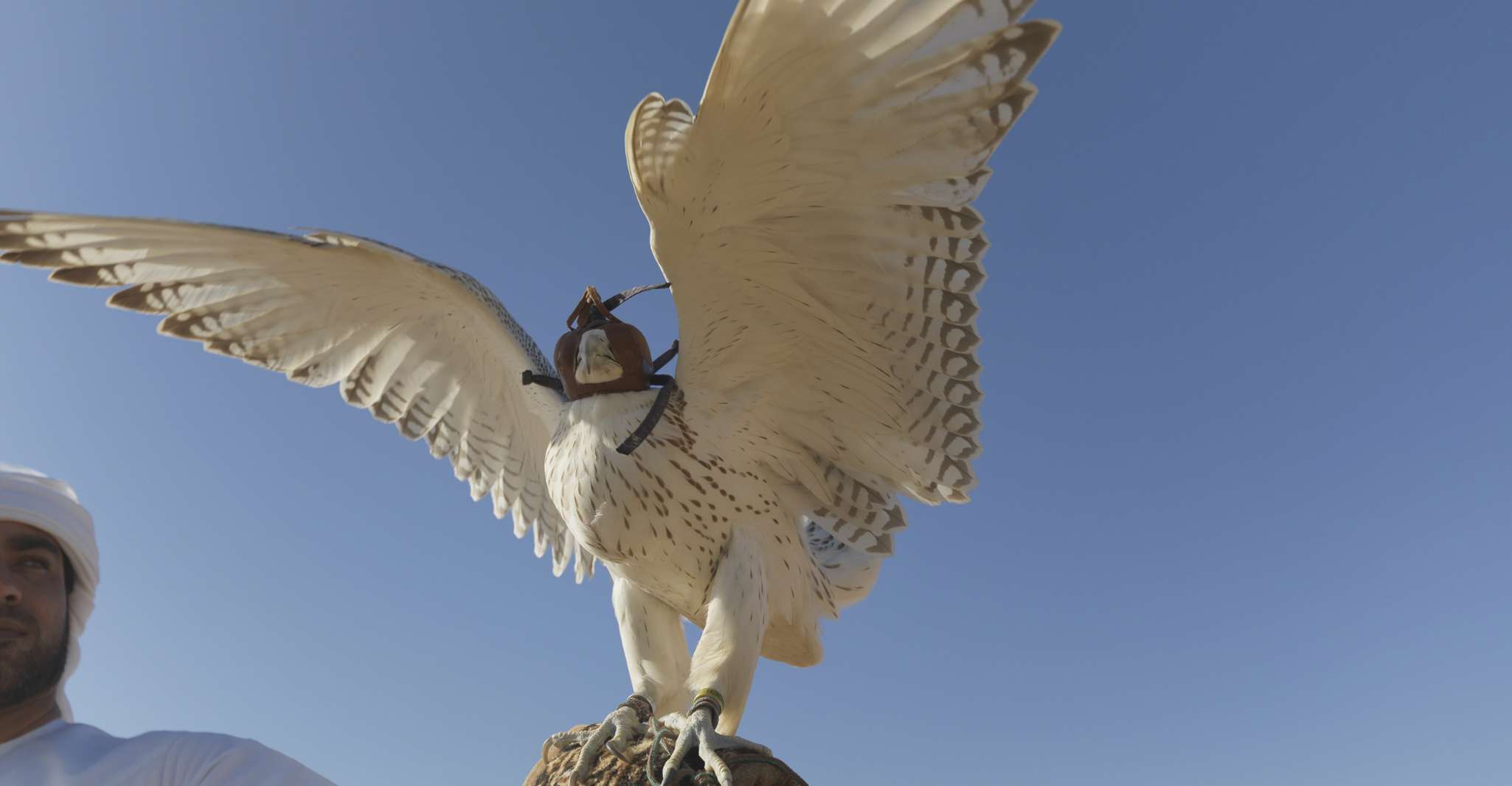 Doha: Dune Safari, Camel Ride, & Sandboarding with Transfer photo 15